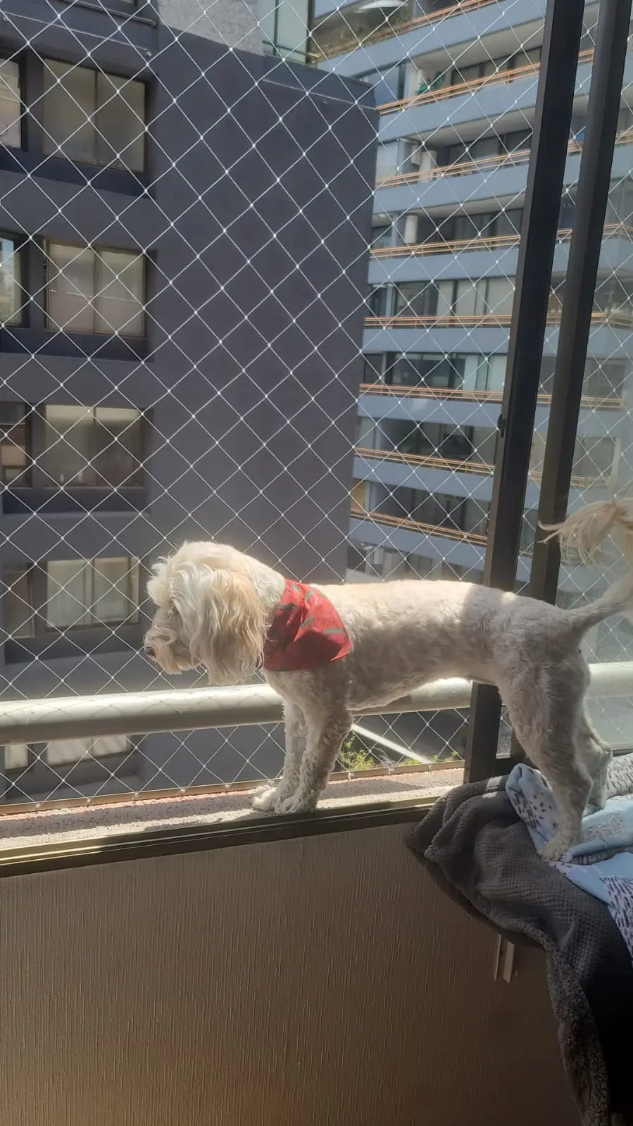Malla de seguridad monofilamento instalada en la ventana de un departamento en Santiago